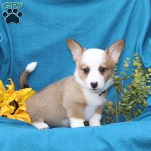 Diego, Pembroke Welsh Corgi Puppy
